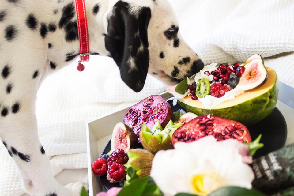 Tinkamai šuns mitybai daržovės yra leidžiamos, tačiau geriausiai virškinamos po terminio apdorojimo.